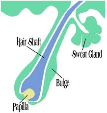 No! Hair Removal System Review