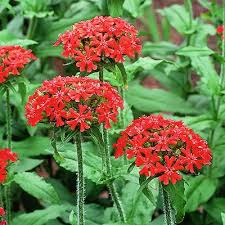 maltese cross flower