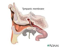 membrane