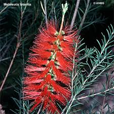 Melaleuca lateritia