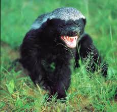 Honey-Badger