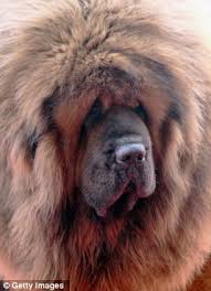 Red Tibetan Mastiff: Most