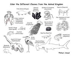 mammal coloring pictures