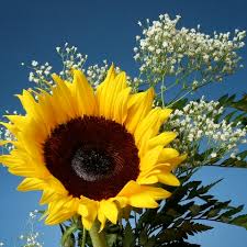 ��� ���� sunflowers