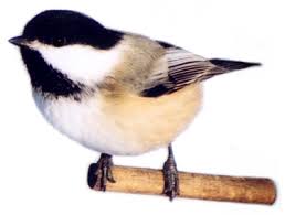 chickadee photos