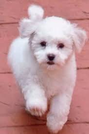 bichon