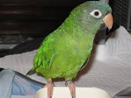 conure species