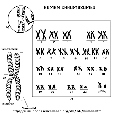 The human genome: chromosomes