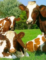 large animal pictures