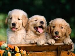 golden retriever wallpaper