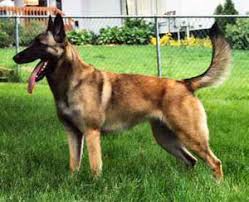 Tags: Belgian Malinois, dogs,