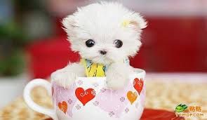 pictures of tiny dogs
