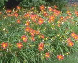 rosy returns daylily