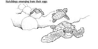 turtle eggs hatch