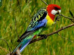 most colorful bird