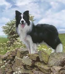 Border Collie 1