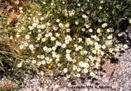 chamomile