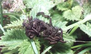british caterpillars pictures