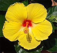 yellow hibiscus pictures