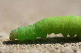 luna moth caterpillar picture