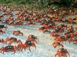 christmas crabs