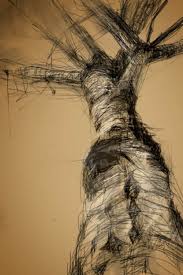 pictures birch tree