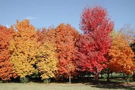 sugar maple tree photos