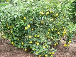 citrus lemon tree
