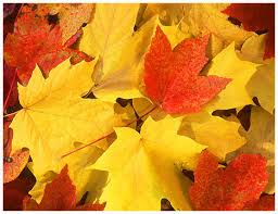 fall leaves