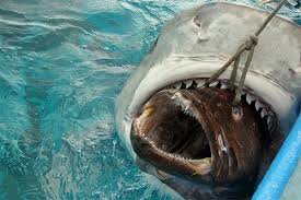 killer sharks