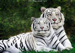 white tiger pictures