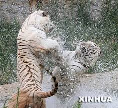 animal tigers