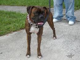 brindle boxer