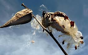 milkweed images