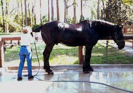 large horse pictures