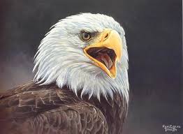 eagle bird of prey