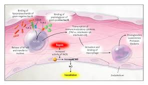 Physiology of Sepsis