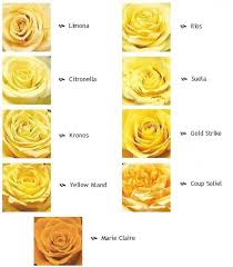 flower guide