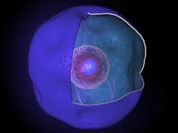nucleus