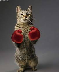 Boxing_Cat.jpg