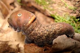 eastern tiger swallowtail caterpillar