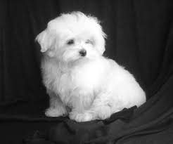 pictures of maltese dogs