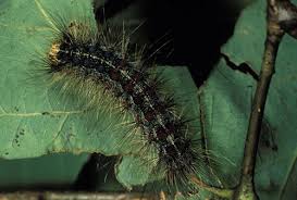gypsy moth caterpillar pictures