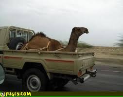 Weird Creations with Camels