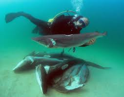 real sharks