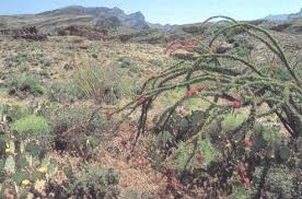 desert ecosystem