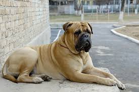 bull mastiff boxer