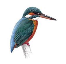 kingfisher