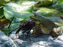 large frogs