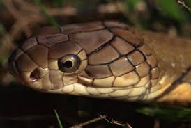 types of snakes